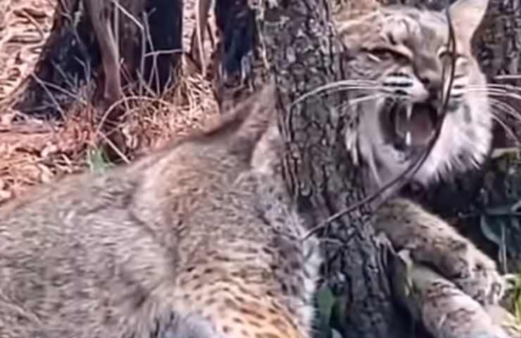 lince arrabbiata