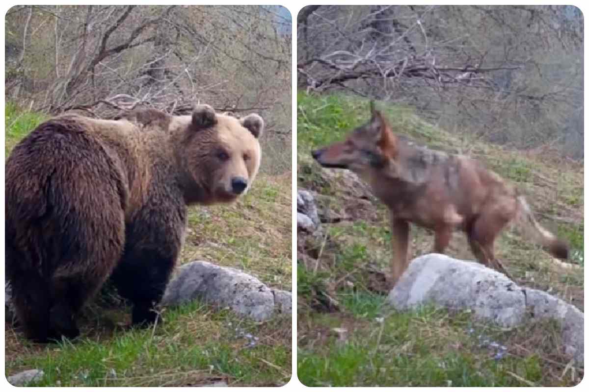 Un lupo incontra orso