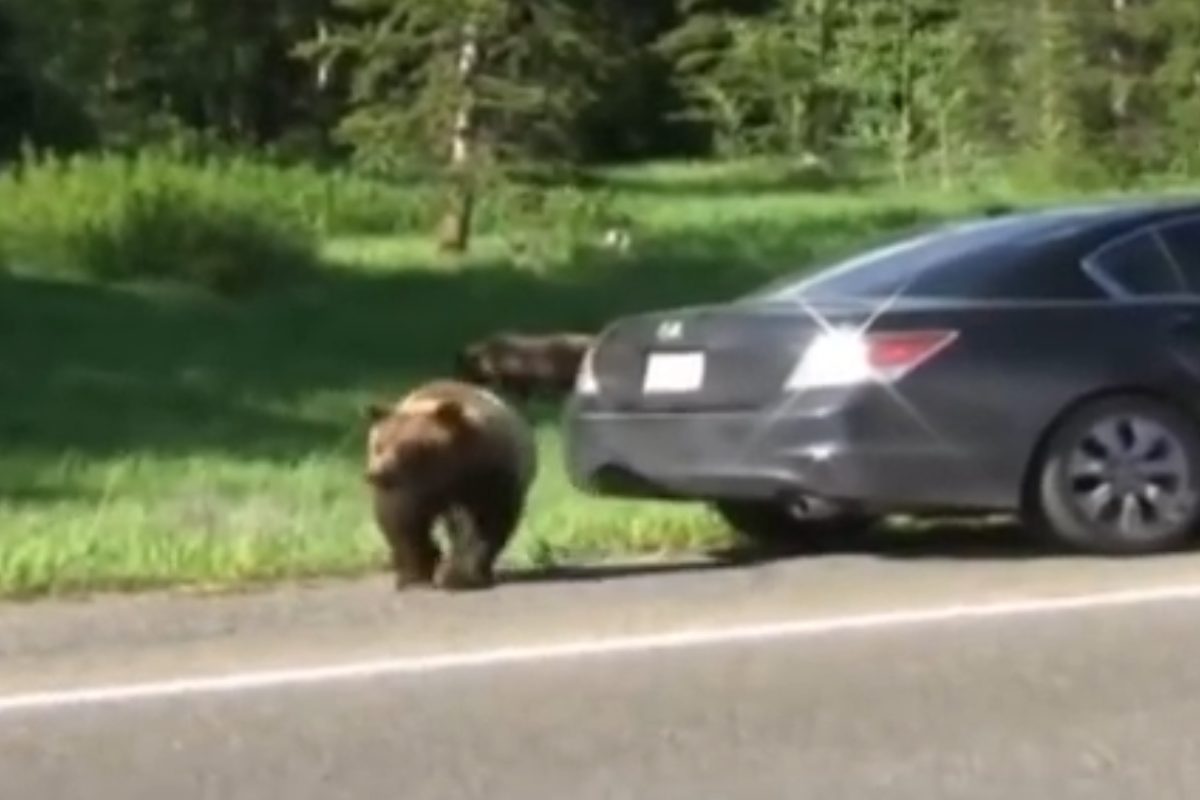 orso auto