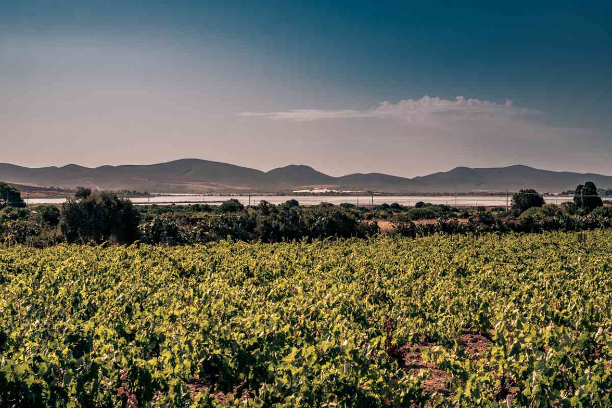 sardegna vino