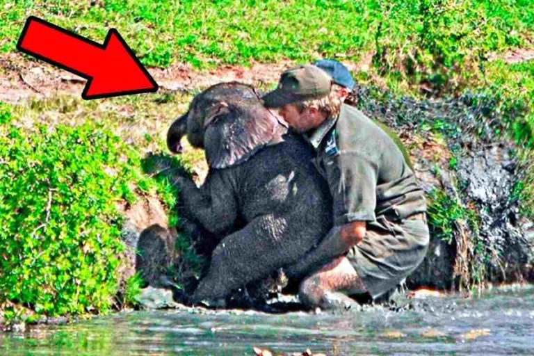 Un uomo salva un cucciolo di elefante che stava annegando ma la mandria ...