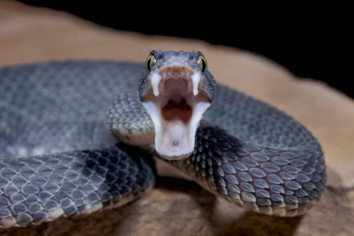 vipera