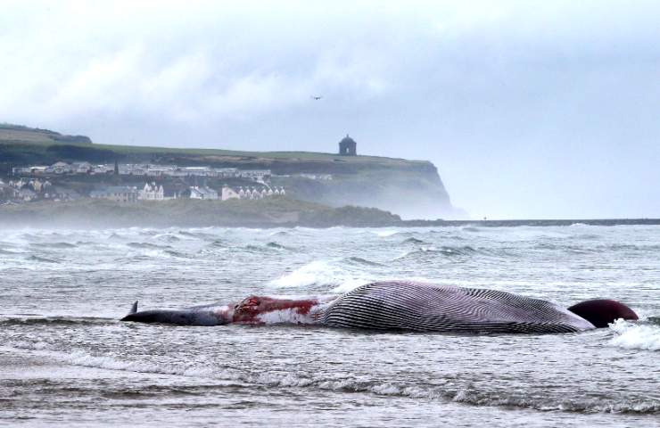 Balena morta in mare