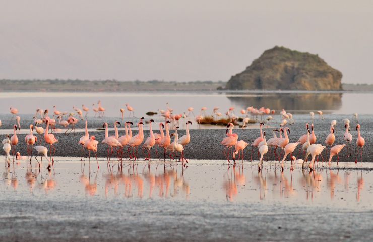 Fenicotteri sul lago di Natron