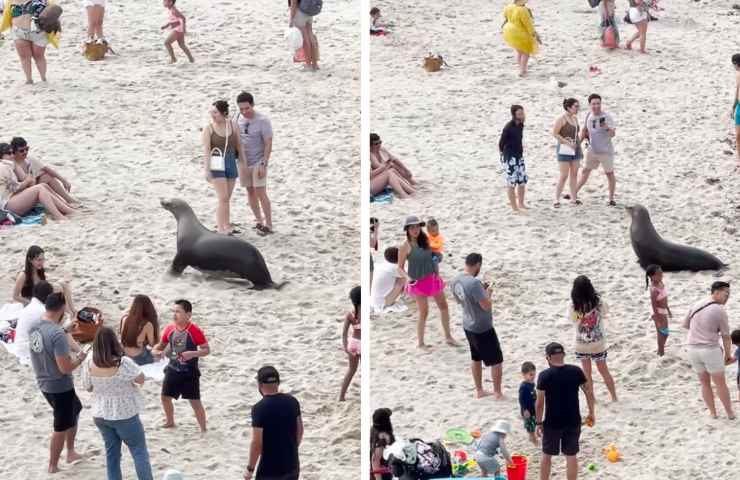 Foca in spiaggia