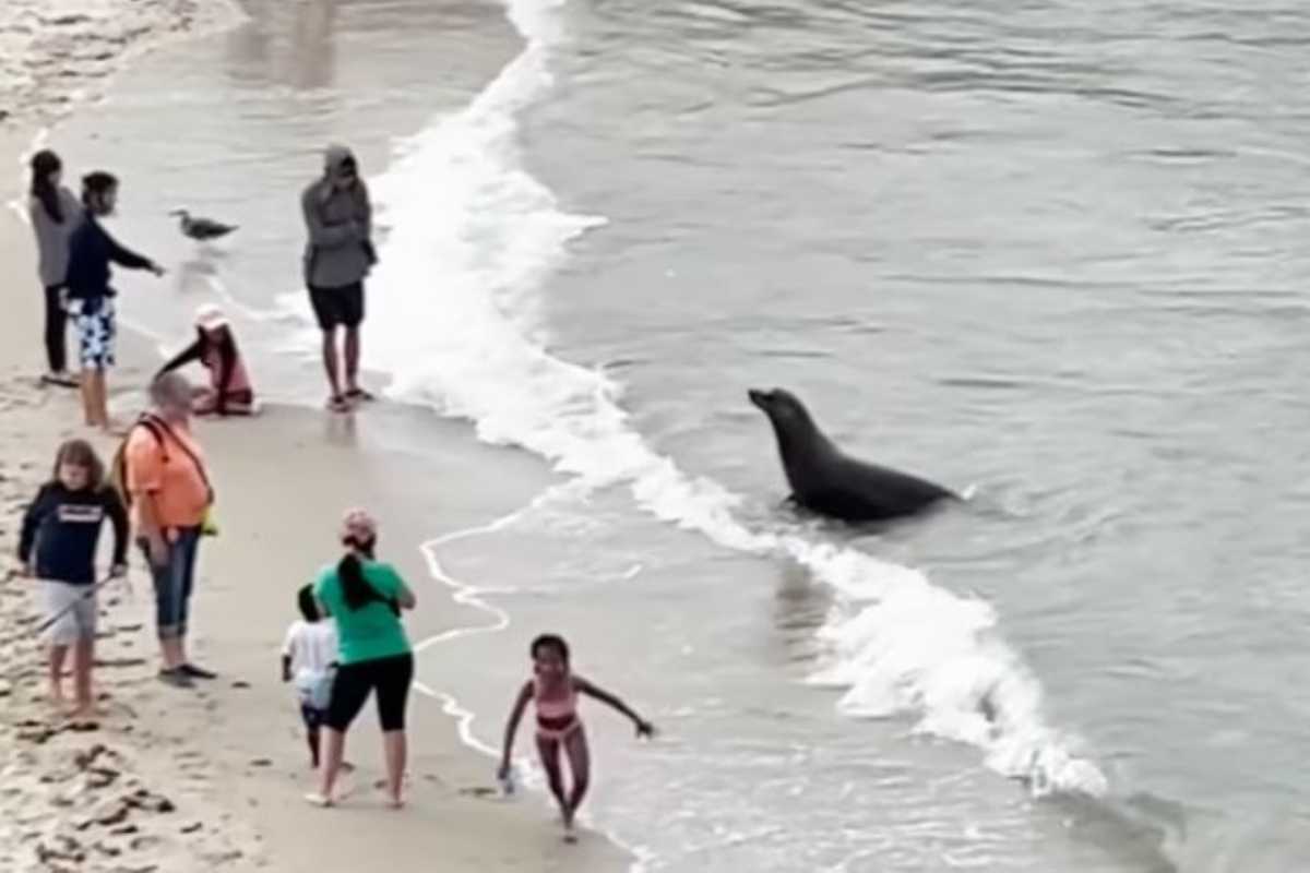 Foca in spiaggia