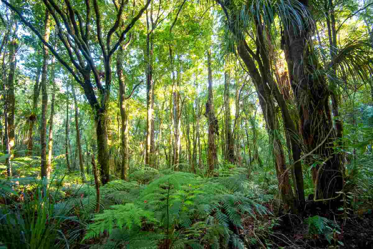 La foresta di Waipoua