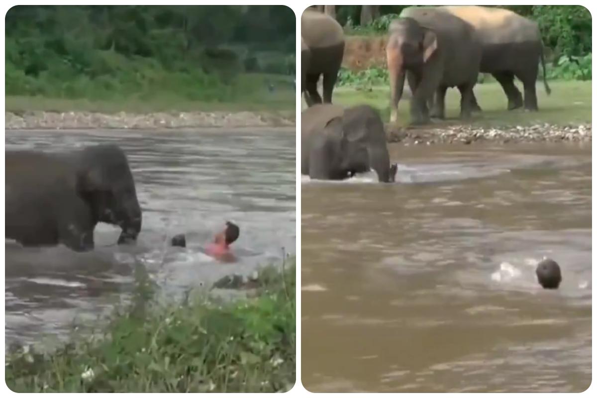 L'elefante salva uomo nel fiume