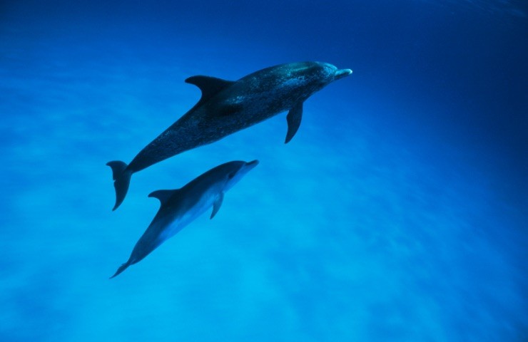 Mamma e cucciolo 