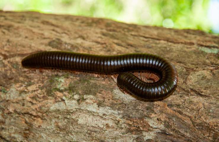 Millepiedi gigante