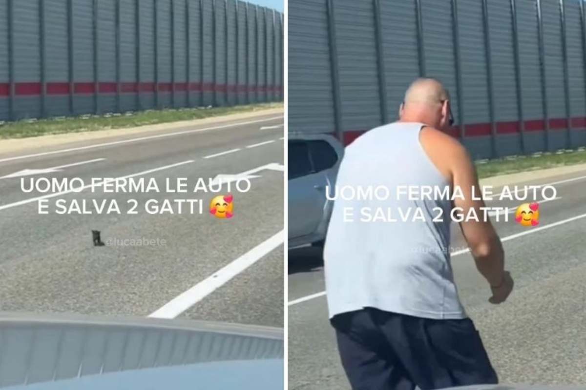 Salvataggio dei gattini in autostrada