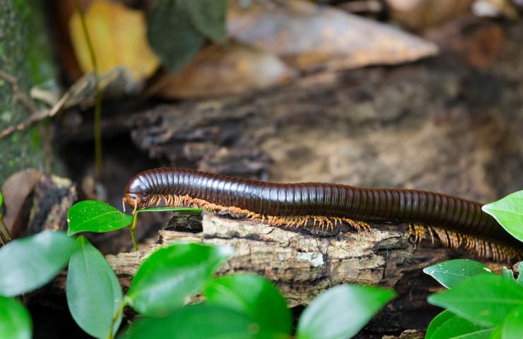 Spirostreptus sculptus