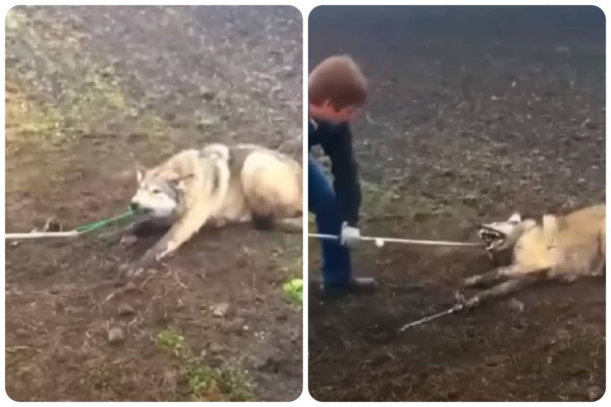 Un lupo cade in trappola