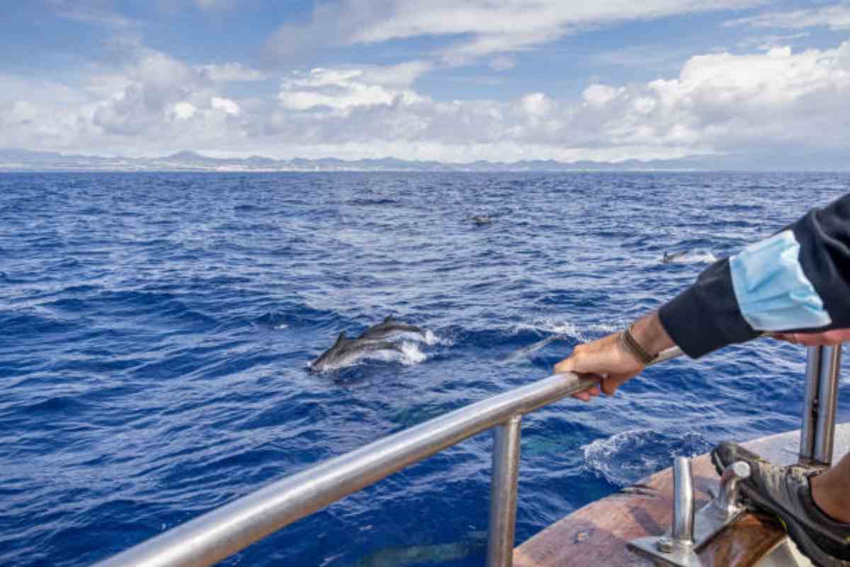 delfino avvicina un pescatore