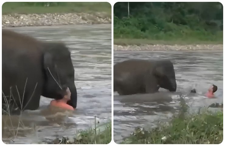 L'elefante salva uomo nel fiume