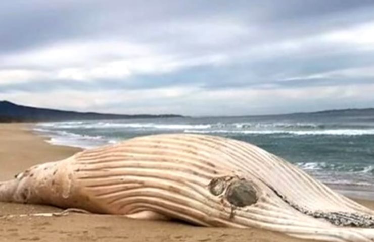 Il sorprendente ritrovamento su una spiaggia australiana