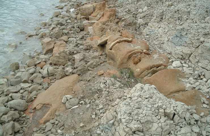 resti fossili della balena Giuliana