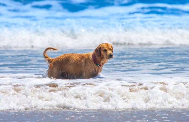 cane staziona su una spiaggia australiana