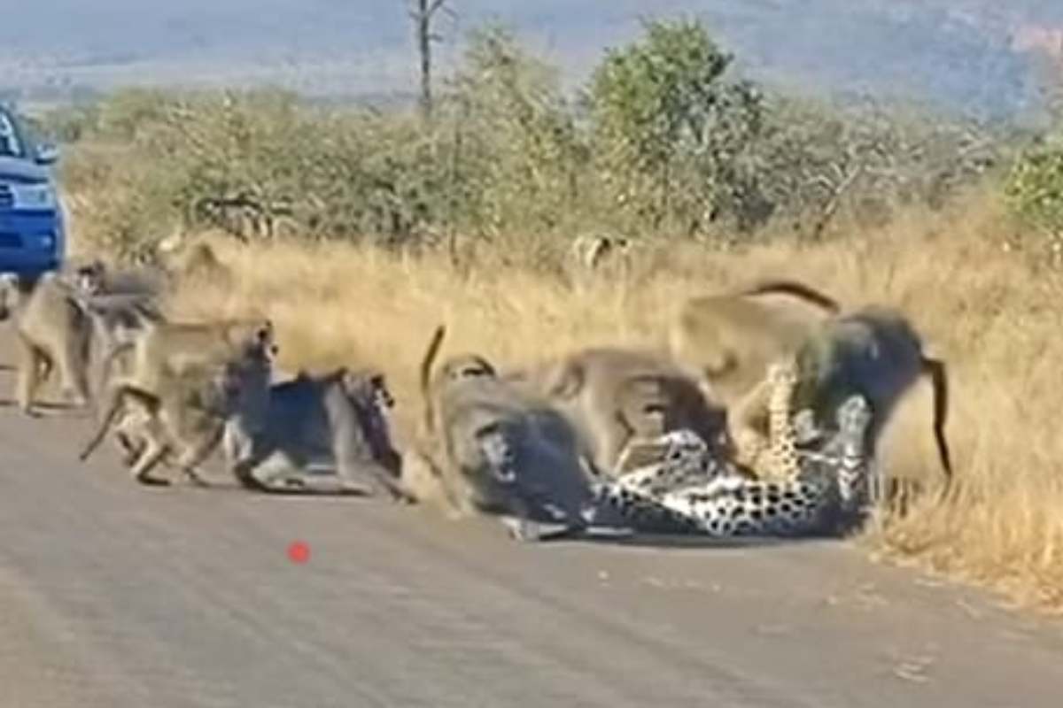 Attaccato da un gruppo di babbuini