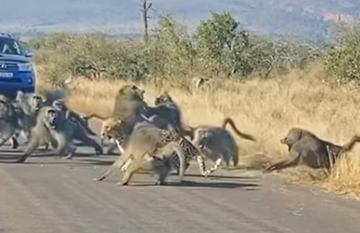 Attaccato da un gruppo di babbuini