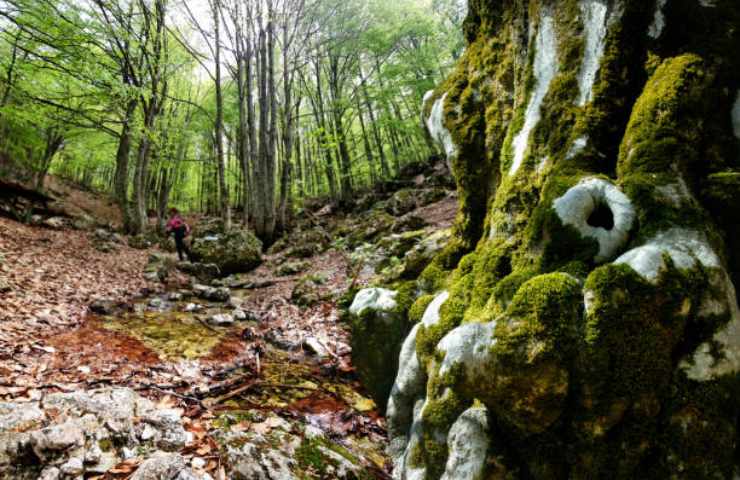 bosco appenninico