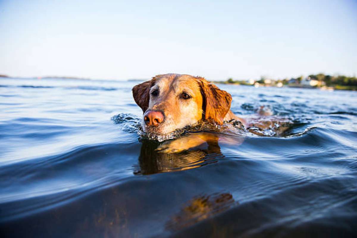 il cane vede qualcosa che si muove tra le onde e si tuffa per raggiungerlo