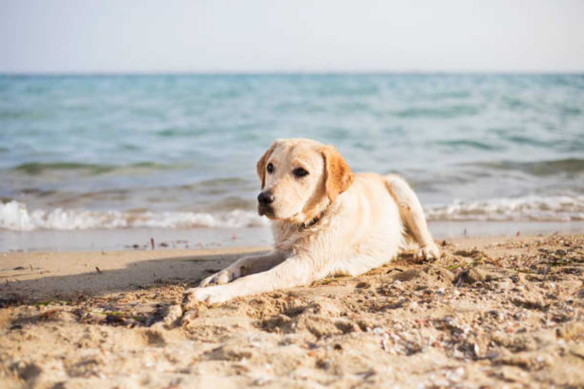 cane stazionava su una spiaggia