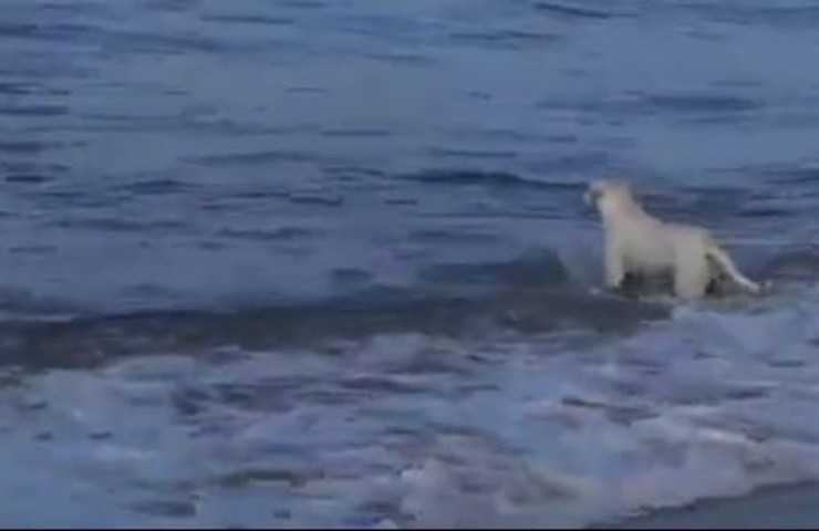 il cane ha visto qualcosa tra le onde e ha iniziato a scodinzolare per poi lanciarsi in acqua