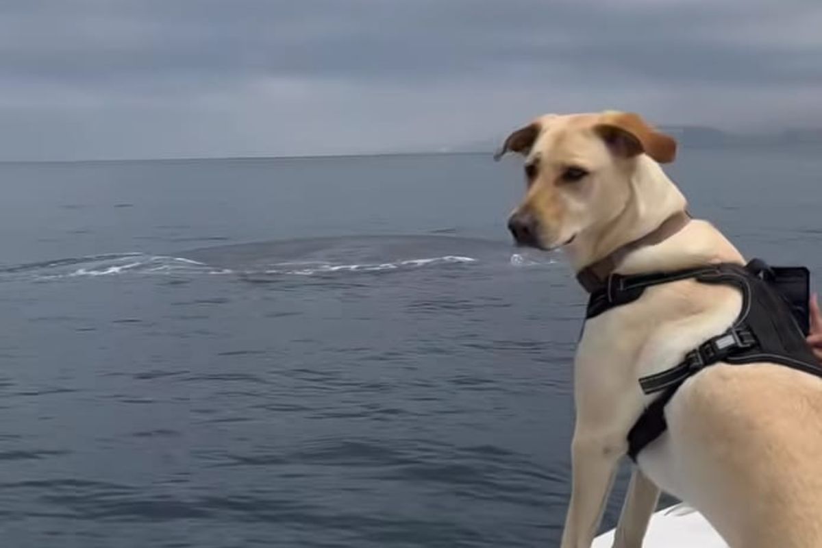 il cane viene portato a osservare le balene