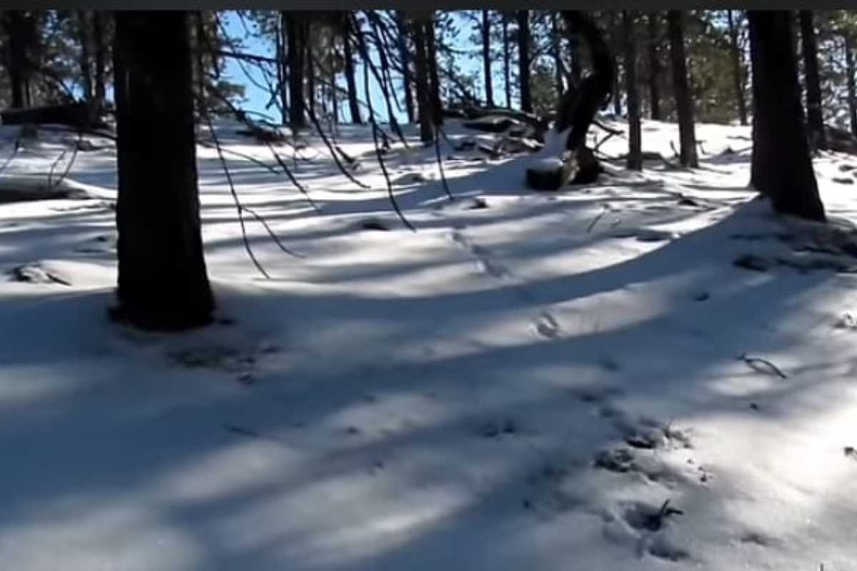 Vedono impronte nella neve che preoccupano