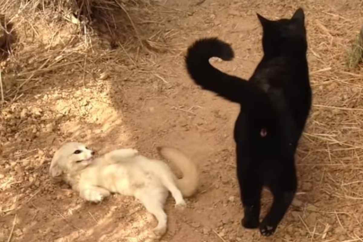 L'incontro tra una volpe Fennec e un gatto