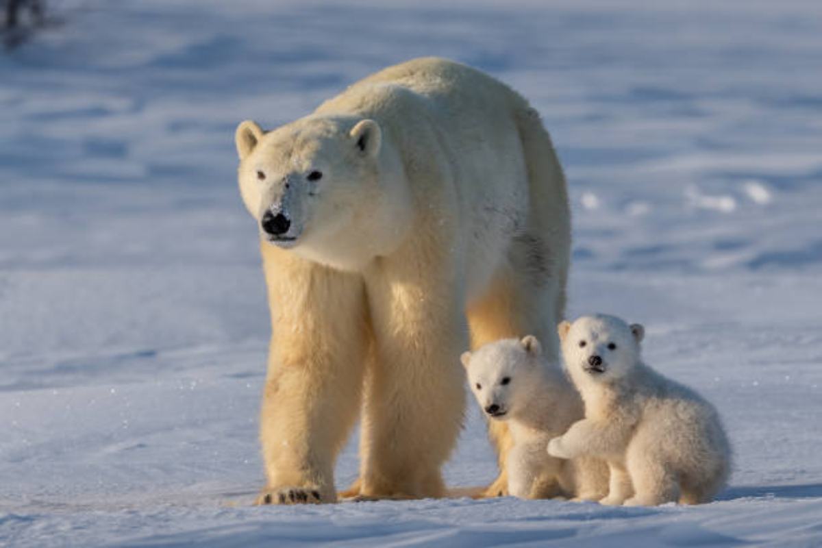 mamma orsa con i suoi cuccioli