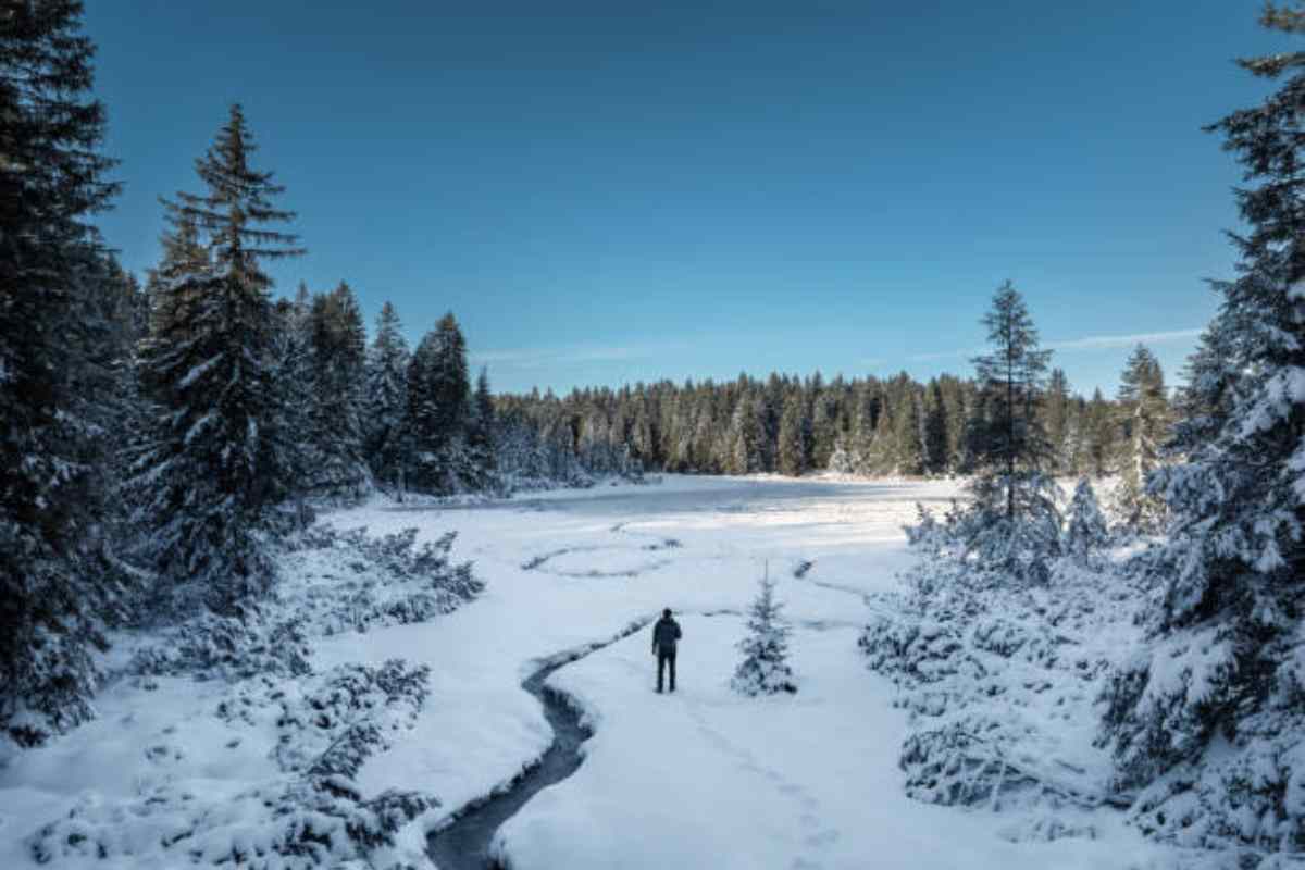 Stavano passeggiando nei boschi innevati quando...