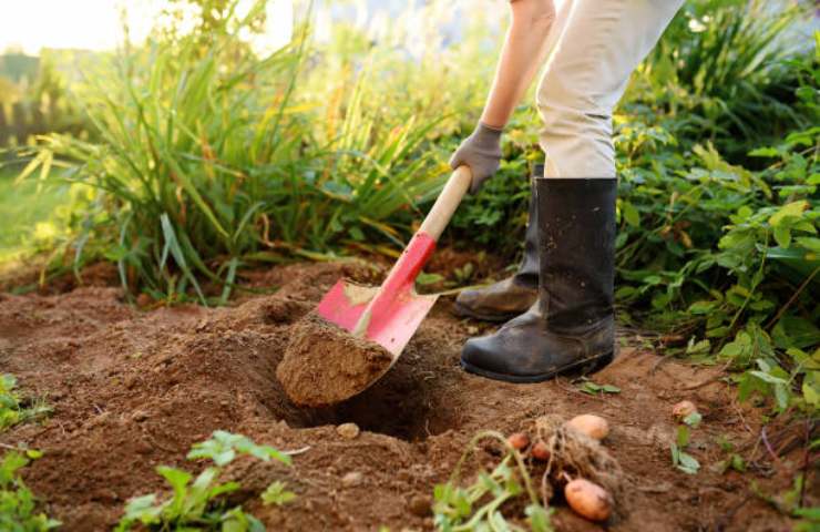 l'operaio aveva affittato un campo per cercare l'oro